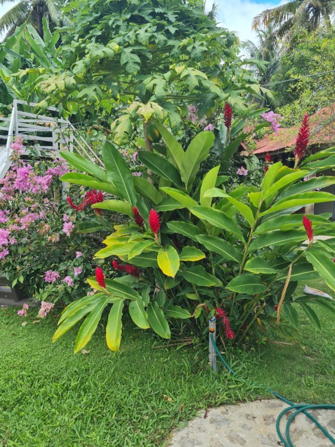 Villa Sonrisa Casa De Huespedes Las Terrenas Dış mekan fotoğraf