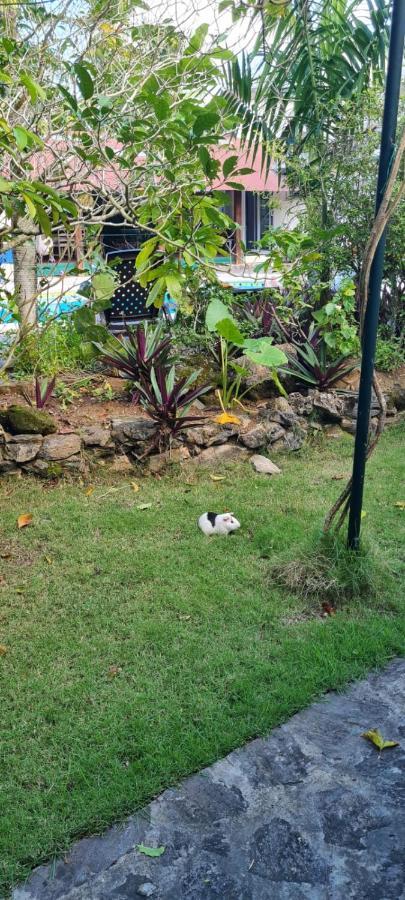Villa Sonrisa Casa De Huespedes Las Terrenas Dış mekan fotoğraf